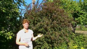 Ржавчина на груше. Как лечить болезни плодовых деревьев. Ржавчина на листе.