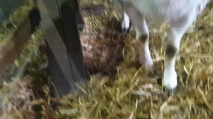 Тройня помесь Дорпера 50% #dorpersheep #dorper #дорпер #помесьдорпер #ram