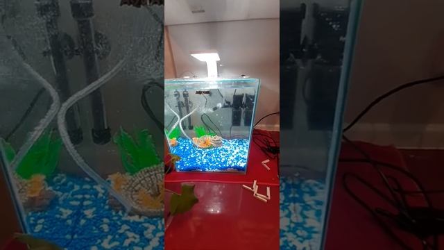 Первый аквариум. С чего начать?
