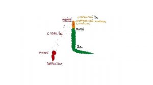 Жизненный цикл плауна| БИОЛОГИЯ ЕГЭ | Лина Клевер