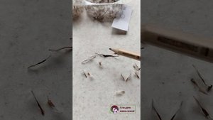 ГАЦАНИЯ. Собираем семена.