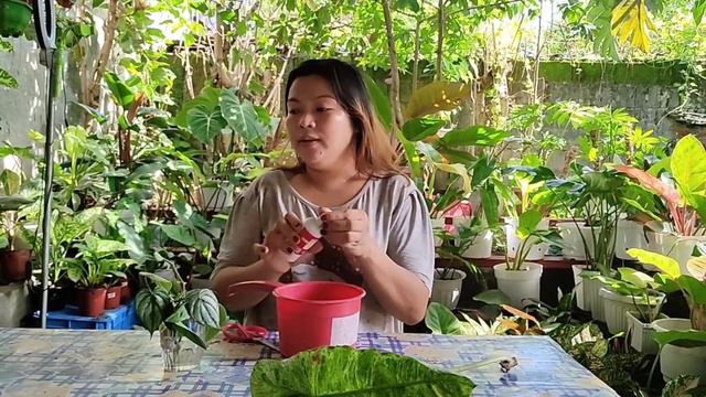 DAPAT IWASAN SA WATER PROPAGATION смотреть онлайн