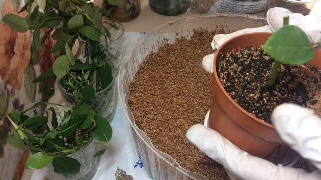 Черенкование роз-корни за 2 недели!!!;Виноград-Супер укоренение 100%!?Зимовка черенков- Печалька?