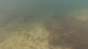 Куцеволовка ныряние на карьере