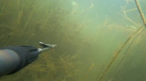 подводная охота на дикого сазана. веселовское водохранилище