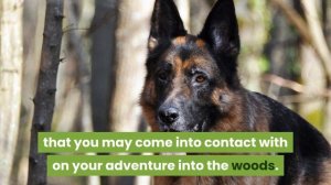 Dog Hiking Tips To Protect Your Dog From Predators