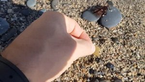 Находки на берегу чёрного моря. Загораем и купаемся 1 декабря.