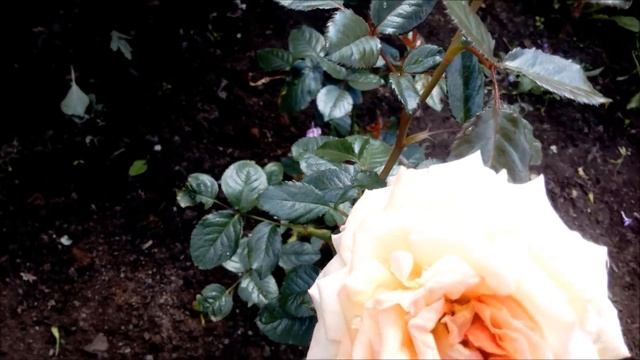 Розы цветы искренности и любви!!! Лучший подарок женщине живые розы!!! смотреть онлайн