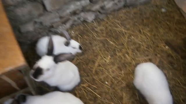 Содержание кроликов в яме - нам 2.5 месяца смотреть онлайн