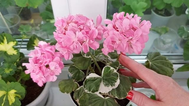 Цветение моих пеларгоний. Выпуск от 03.06.22 смотреть онлайн