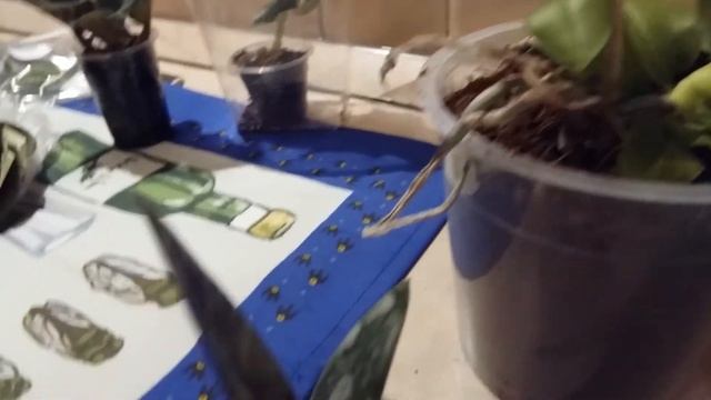 Получила заказ с орхидеями Liodoro и Schilleriana смотреть онлайн