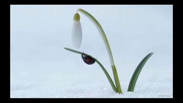 Early spring(Ранняя весна)