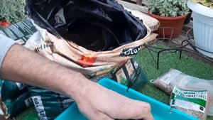 ПЕЛАРГОНИЯ (ГЕРАНЬ) БУДЕТ ПЫШНЫМ КУСТОМ сделайте так для пышного цветения герани