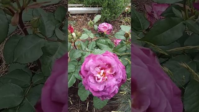 Розы Чипендейл, Дьяблес Зе мер, Миранда. смотреть онлайн