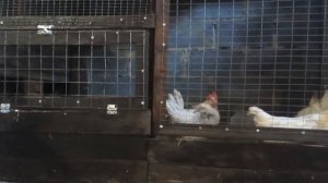 Куры пород ЛЕГГОРН и КША скрещиваем савместное содержание . Что из этого получиться ?