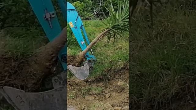 Yucca tree transplant with the excavator. Planta Yucca traslado-excavadora.Yucca picior de elefant