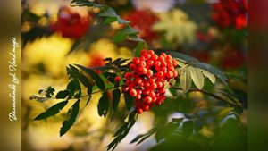 23 сентября - Петр и Павел Рябинники. Народные Приметы. Что Делать Нельзя. Народный праздник.