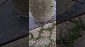 Аэрация газона механическим самодельным аэратором ☝️легко!