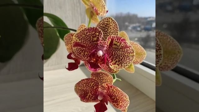 Phal. Fusheng Sweet Paradise”Golden Leopard” смотреть онлайн