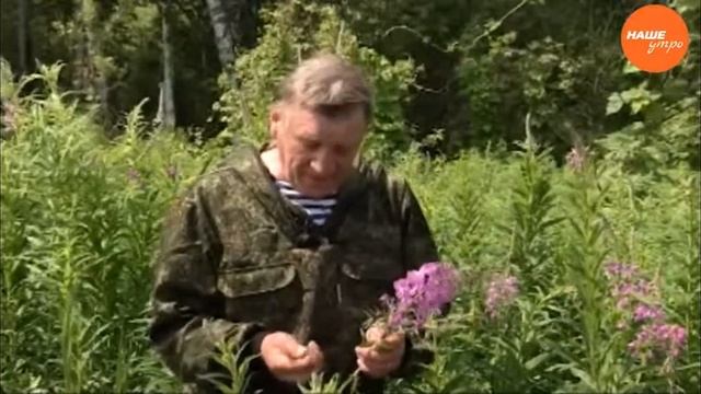 Иван чай – полезные свойства смотреть онлайн