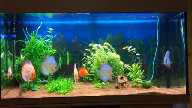 Аквариум с Дискусами. смотреть онлайн