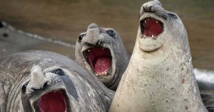 Угарные животные 2