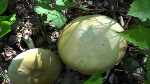 Шампиньон лесной (Agaricus silvaticus)