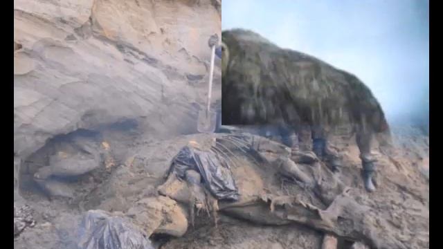 ВИДЕЛИ ЖИВОГО МАМОНТА!, MAMMOTH saw a living! смотреть онлайн