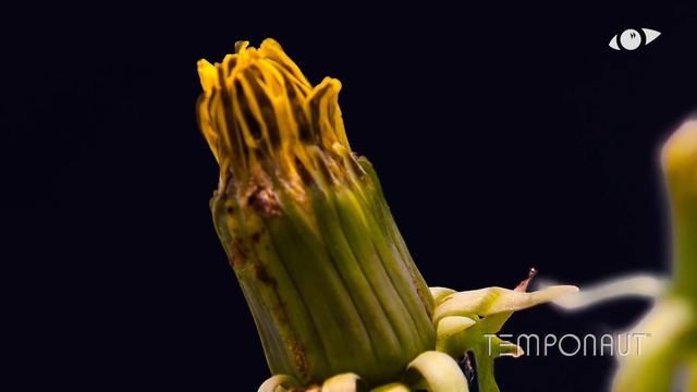 Growing Dandelion Flower Timelapse смотреть онлайн