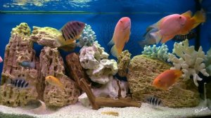 Аквариумные рыбки. Цихлиды.