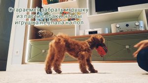 Мальтипу. Начальная дрессировка🐕