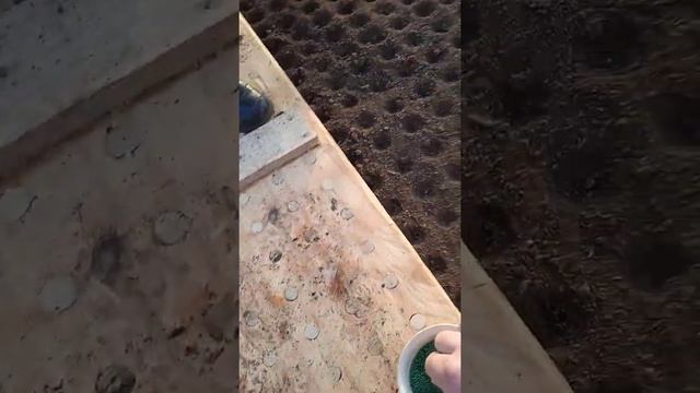 Редиска, как правильно нужно сажать! смотреть онлайн