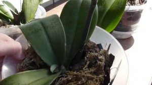 ✅ Что за пятна на листьях орхидеи?