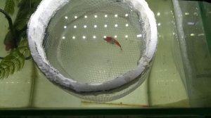 Нерест меченосца.