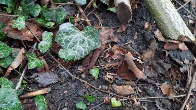 Как пересадить плющ... смотреть онлайн