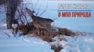 Снято на фотоловушку #5
