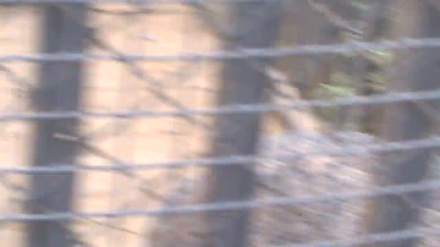 Катя в зоопарке смотреть онлайн