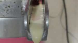 Как делают 100% натуральные сливки (сепараторную сметану)