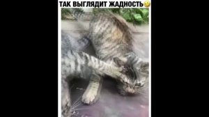 ПРИКОЛ - так выглядет жадность