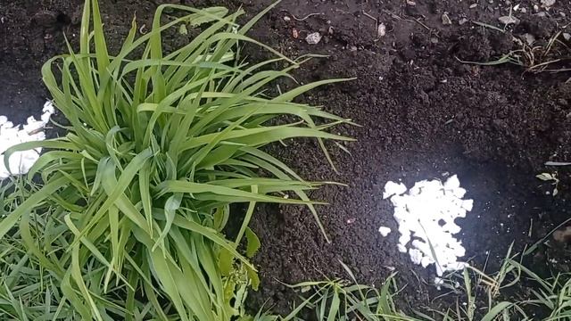 #хоста ХОСТА ДЕЛЕНИЕ КУСТА #какразделитьхосту #сад #многолетник #декоративныерастения #декоративные