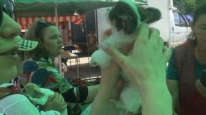 Суета на ярмарке в Нальчике / Щенки породы чихуахуа: 1 шт. - 6000 рублей. Оптом дешевле