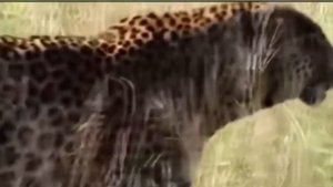 ЛЕОПАРД ПРОТИВ СНЕЖНОГО БАРСА. КТО ОДЕРЖИТ ПОБЕДУ?