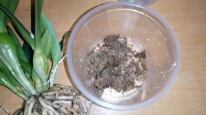 Пересадка Blc.Little Sun Young Min Golden Boy 22/04/20