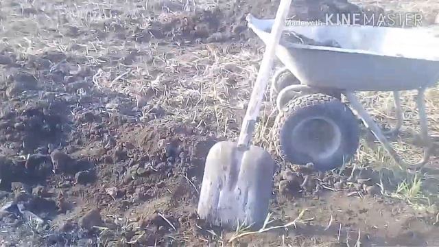 Посадка малины осенью в подготовительную траншею. смотреть онлайн