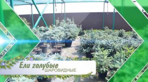 Наши Хвойники