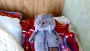 Как проходит день кота Басика