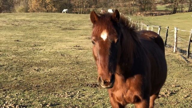 Конек-горбунок:)) смотреть онлайн