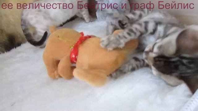 бенгальские котята       ее величество Беатрис и граф Бейлис смотреть онлайн