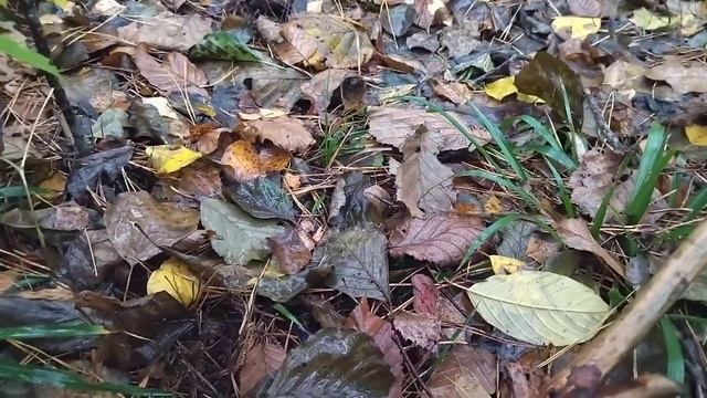 грибы 2023. смотреть онлайн