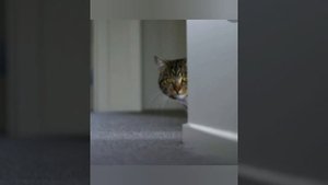 Когда весна стучит в окно. Серенада - Божья коровка